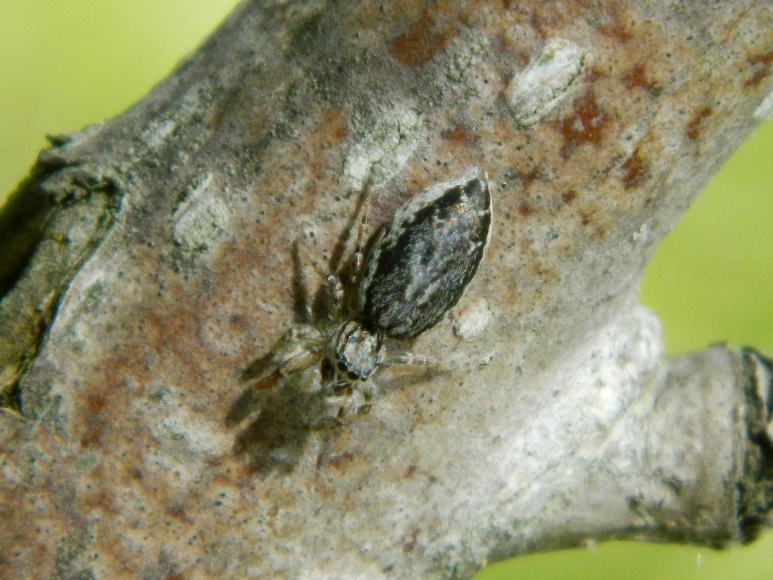 Salticidae bianco/grigio: Pseudicius encarpatus - Viadana (MN)